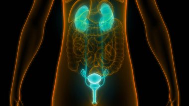 İdrar torbası anatomisi olan insan böbrekleri. Üç Boyut