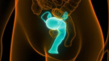 Sinir sistemi ve idrar kesesi anatomisi olan kadın üreme sistemi. Üç Boyut