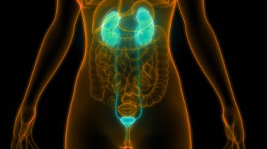 İdrar torbası anatomisi olan insan böbrekleri. Üç Boyut