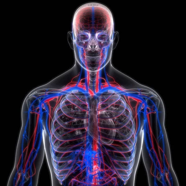 人間の循環系の動脈と静脈の解剖学 — ストック写真