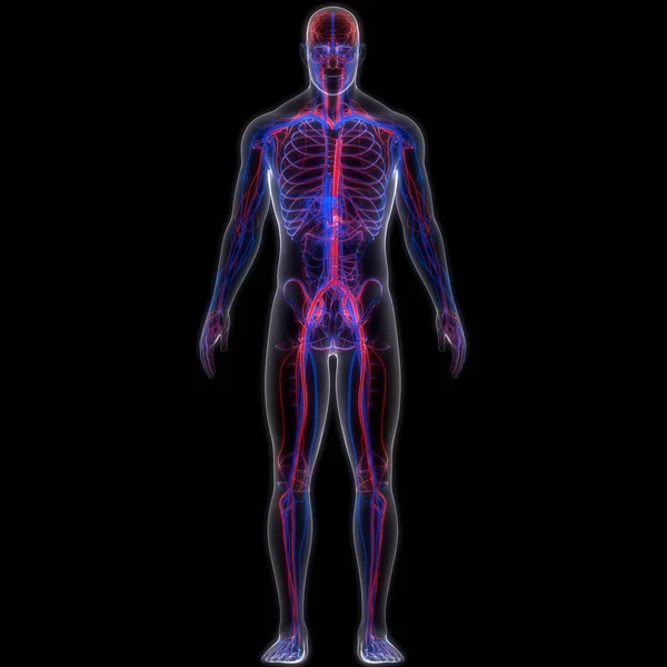 Nsan Dolaşım Sistemi Atardamarları Damarlar Anatomisi Boyut — Stok fotoğraf