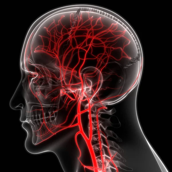 Sistema Circolatorio Umano Anatomia Delle Vene Delle Arterie — Foto Stock