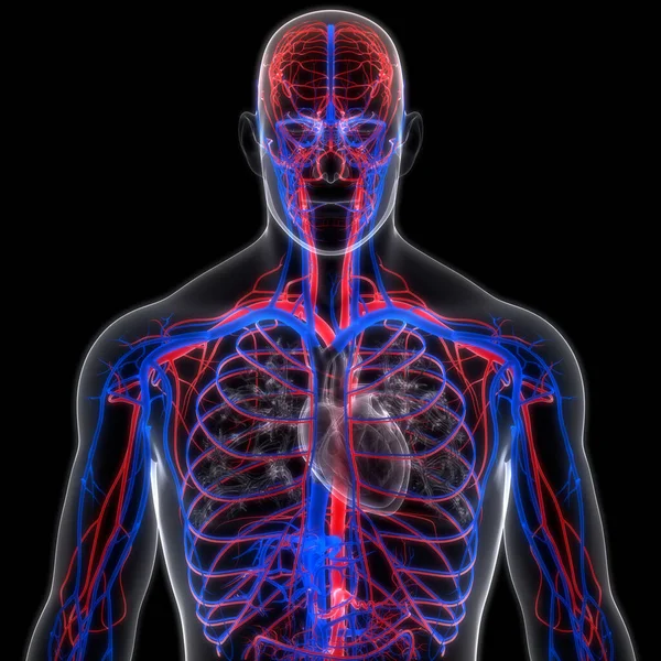 Système Circulatoire Humain Anatomie Des Artères Des Veines — Photo