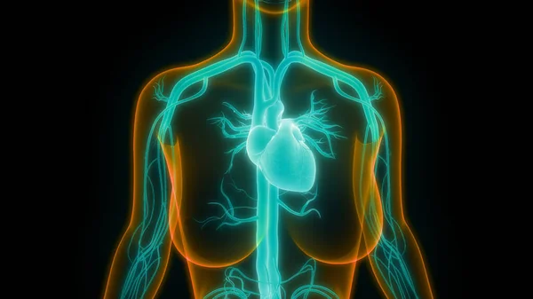 Anatomia Cardiaca Del Sistema Circolatorio Umano — Foto Stock