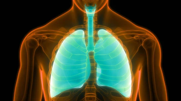 Anatomia Polmonare Del Sistema Respiratorio Umano — Foto Stock