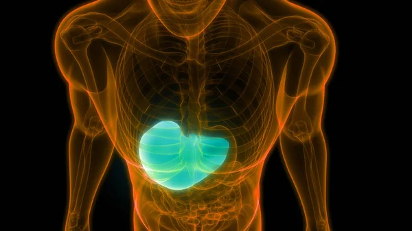 Organo Digestivo Umano Anatomia Epatica Interna — Foto Stock