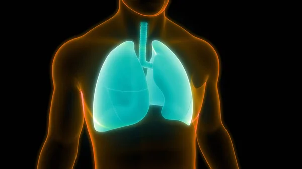 Anatomia Polmonare Del Sistema Respiratorio Umano — Foto Stock