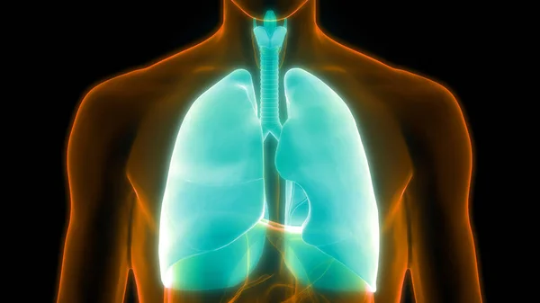 Anatomia Polmonare Del Sistema Respiratorio Umano — Foto Stock