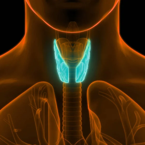 Human Body Glands Lobes Thyroid Gland Anatomy — Stock Photo, Image