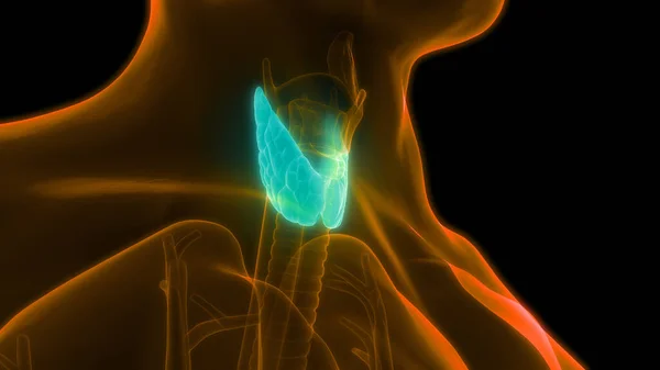 Human Body Glands Lobes of Thyroid Gland Anatomy. 3D