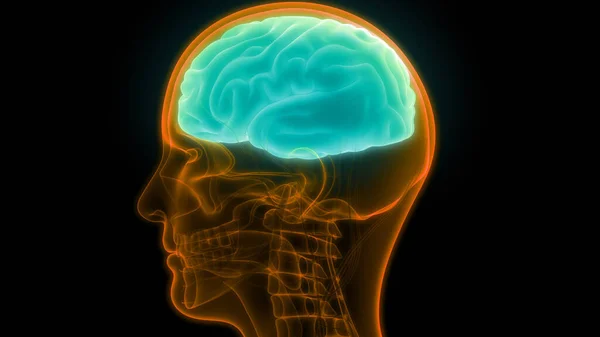 Central Organ of Human Nervous System brain Anatomy. 3D