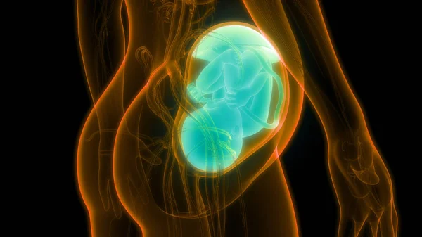 Menselijke Foetus Baby Baarmoeder Anatomie — Stockfoto