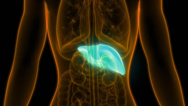 Human Body Organs Liver Anatomy — Stock Photo, Image