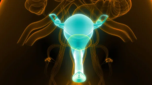 Sistema Reprodutor Feminino Com Sistema Nervoso Anatomia Bexiga Urinária — Fotografia de Stock