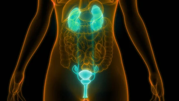 有膀胱解剖的人类泌尿系统肾 — 图库照片