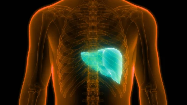 Anatomia Fígado Dos Órgãos Corpo Humano — Fotografia de Stock