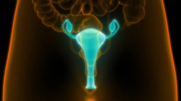 神経系および尿膀胱の解剖学的構造を有する女性生殖器系 — ストック写真