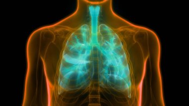 İnsan Solunum Sistemi Akciğerleri Anatomisi. Üç Boyut