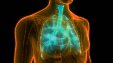 İnsan Solunum Sistemi Akciğerleri Anatomisi. Üç Boyut