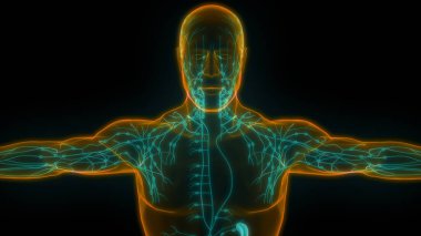 İnsan iç sistemi lenf düğümleri anatomisi. Üç Boyut
