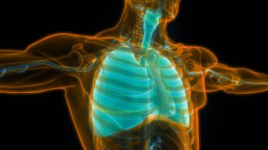 İnsan Solunum Sistemi Akciğerleri Anatomisi. Üç Boyut