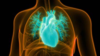 İnsan Dolaşım Sistemi Kalp Anatomisi. Üç Boyut