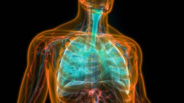 İnsan Solunum Sistemi Akciğerleri Anatomisi. Üç Boyut