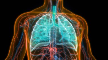 İnsan Solunum Sistemi Akciğerleri Anatomisi. Üç Boyut