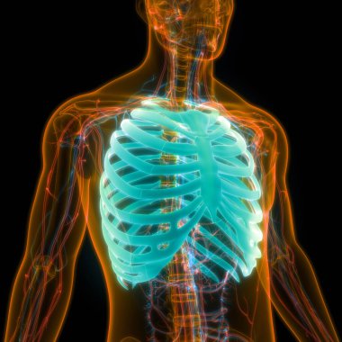 İnsan iskeletinin 3 boyutlu tasviri Kaburga Kafesi Anatomisi