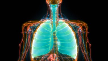 Diyafram anatomisi olan insan solunum sistemi akciğerleri. Üç Boyut