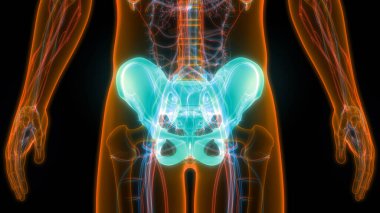İnsan iskelet sistemi pelvis eklemi anatomisi. Üç Boyut