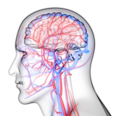 İnsan iç sistemi lenf düğümleri anatomisi. Üç Boyut