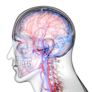 Damarları ve damar anatomisi olan İnsan Dolaşım Sistemi Kalbi. Üç Boyut