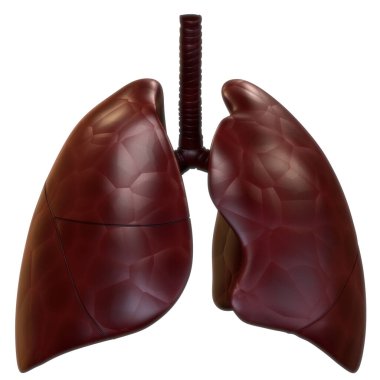 İnsan Solunum Sistemi Akciğerleri Anatomisi. Üç Boyut