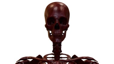 İnsan İskelet Sistemi Kafatası Kemik Parçaları Anatomisi. Üç Boyut