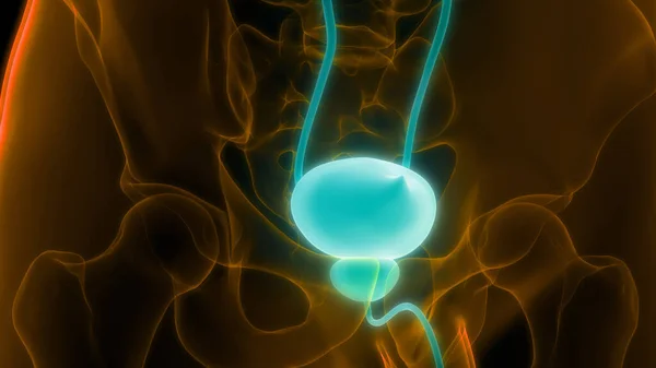 人間の尿系膀胱の解剖学 — ストック写真