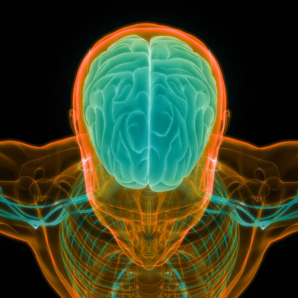 Central Organ of Human Nervous System brain Anatomy. 3D