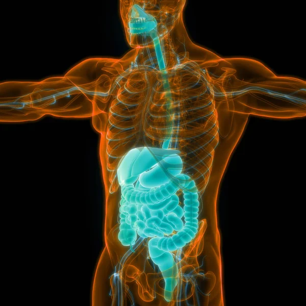 Nce Bağırsak Anatomisi Olan Insan Sindirim Sistemi Midesi Boyut — Stok fotoğraf