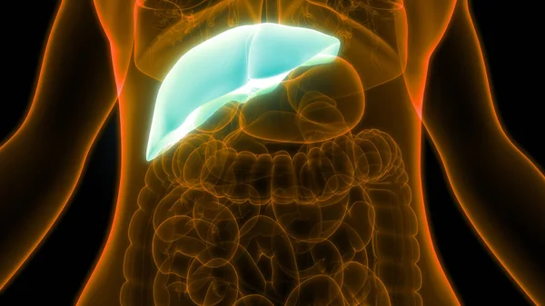 Nsan Vücudu Karaciğer Anatomisi Boyut — Stok fotoğraf
