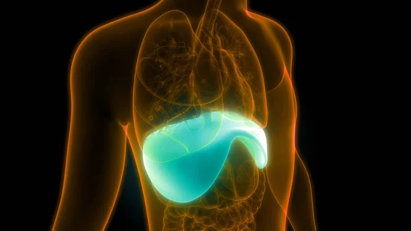 Anatomia Del Diaframma Del Sistema Respiratorio Umano — Foto Stock