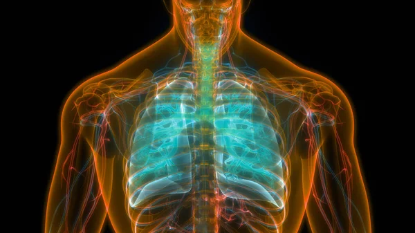 인간의 Human Respiratory System Lungs Anatomy — 스톡 사진