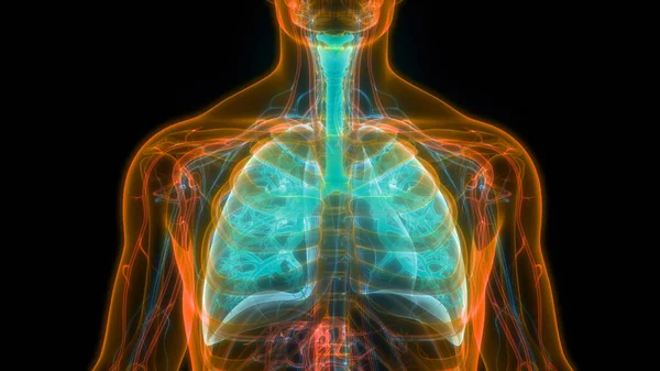 İnsan Solunum Sistemi Akciğerleri Anatomisi. Üç Boyut