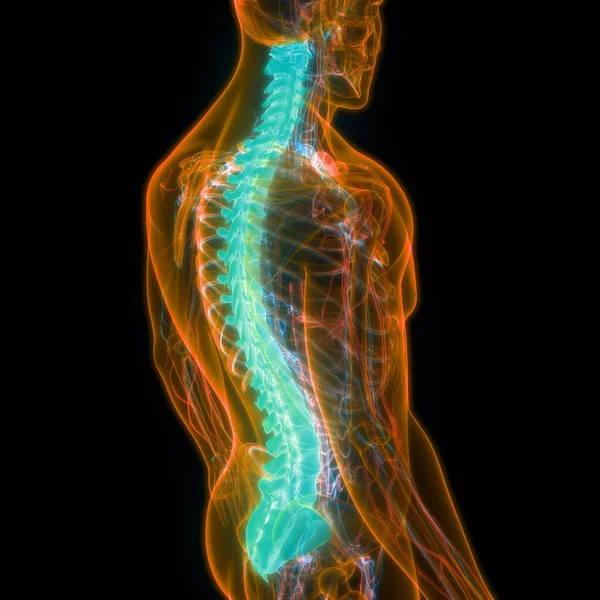 Vertebral Kolonn Bröstkorg Vertebrae Mänsklig Skelett System Anatomi Tredimensionell — Stockfoto