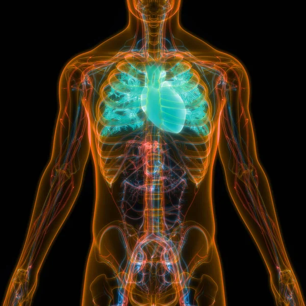 Human Circulatory System Heart Anatomy. 3D