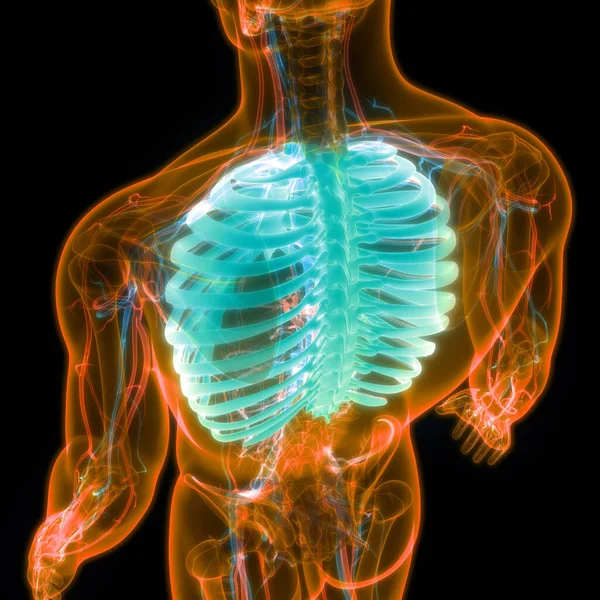 人体骨骼系统边缘笼解剖的三维图解 — 图库照片