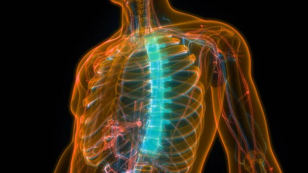 2008 Vertebral Column Thoracic Vertebrae Human Skeleton System Anatomy — 스톡 사진