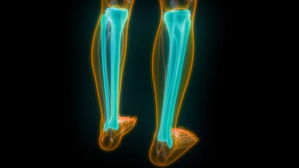 Human Skeleton System Legs Bones Joints Anatomy. 3D - Illustration