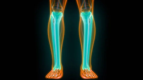 Sistema Esquelético Humano Piernas Huesos Articulaciones Anatomía Ilustración —  Fotos de Stock