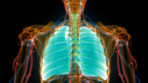 Sistema Respiratorio Umano Polmoni Con Anatomia Del Diaframma — Foto Stock