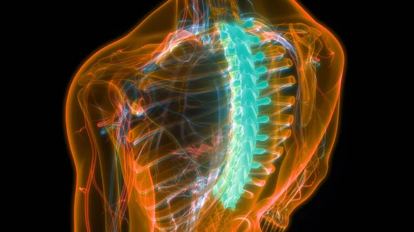Kręgosłup Kręgosłup Kręgi Piersiowe Ludzkiej Anatomii Układu Szkieletowego — Zdjęcie stockowe